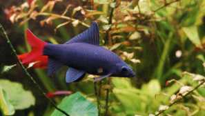 Labo: vrste, vsebina, razmnoževanje, združljivost, fotografija, hrana, video